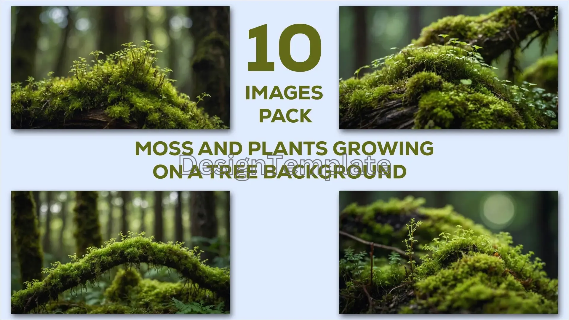 Green Moss and Forest Plants on Tree Bark